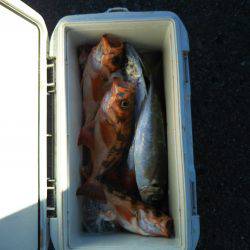 モンロー号 釣果