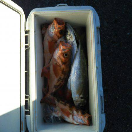 モンロー号 釣果