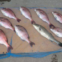 松名瀬フィッシングパーク 釣果