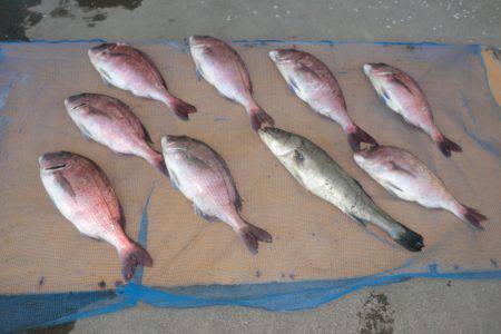 松名瀬フィッシングパーク 釣果