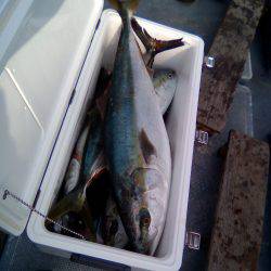 ファイヤードルフィン 釣果