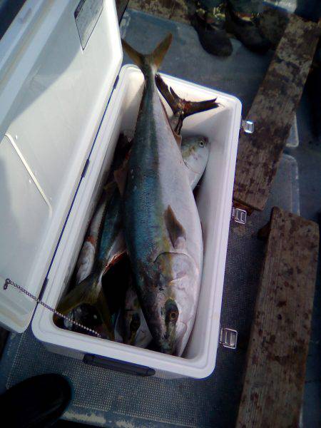 ファイヤードルフィン 釣果