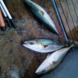 ファイヤードルフィン 釣果