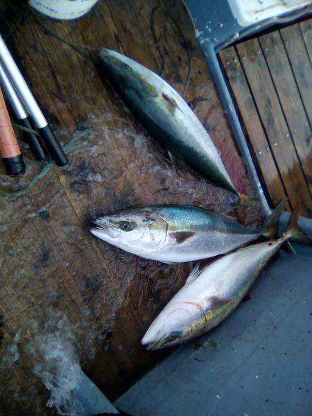 ファイヤードルフィン 釣果