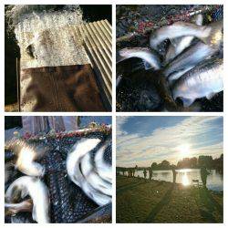 みどりフィッシングエリア 釣果