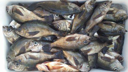 オーフリー 釣果