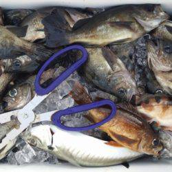 オーフリー 釣果