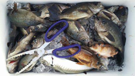 オーフリー 釣果