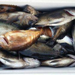 オーフリー 釣果