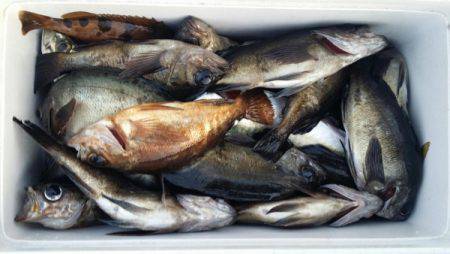 オーフリー 釣果