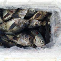 オーフリー 釣果