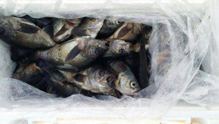 オーフリー 釣果