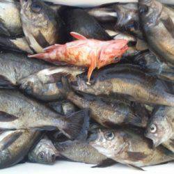 オーフリー 釣果