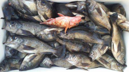 オーフリー 釣果