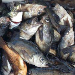 オーフリー 釣果