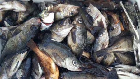 オーフリー 釣果