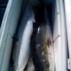 ファイヤードルフィン 釣果