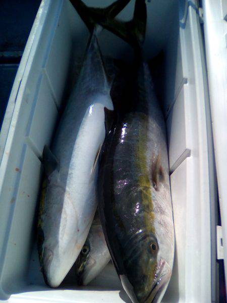 ファイヤードルフィン 釣果