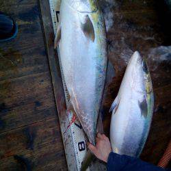 ファイヤードルフィン 釣果