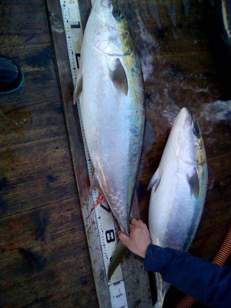 ファイヤードルフィン 釣果