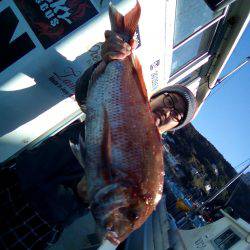 ファイヤードルフィン 釣果