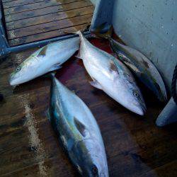 ファイヤードルフィン 釣果