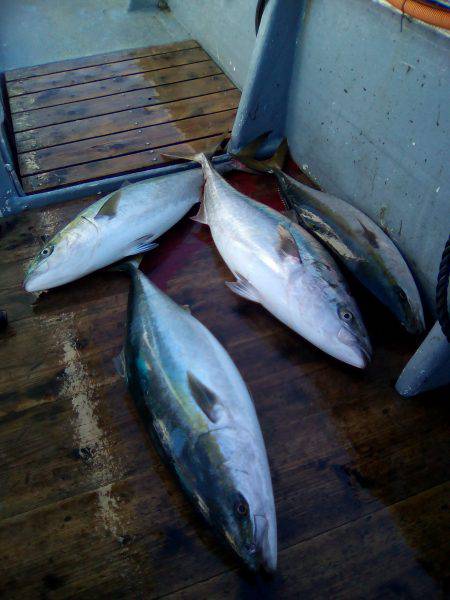 ファイヤードルフィン 釣果