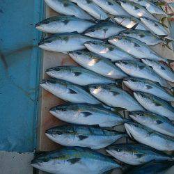 旭星釣りセンター 釣果