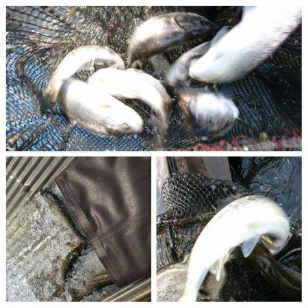 みどりフィッシングエリア 釣果