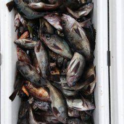 オーフリー 釣果