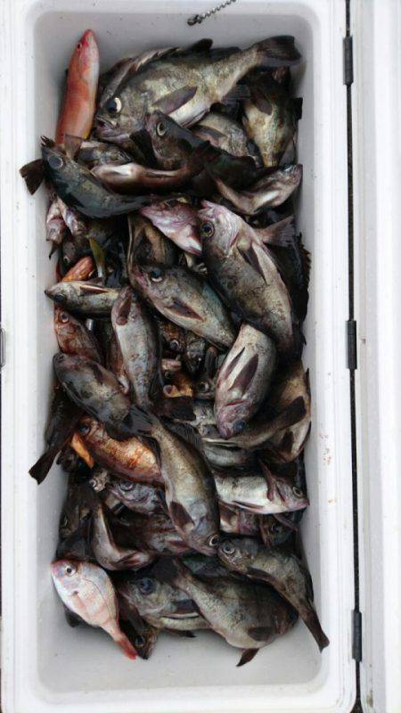 オーフリー 釣果