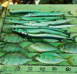 本部釣りイカダ 釣果