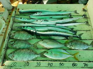 本部釣りイカダ 釣果
