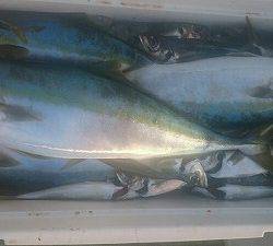 海龍丸(福岡) 釣果