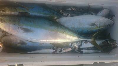 海龍丸(福岡) 釣果