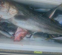 海龍丸(福岡) 釣果