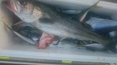 海龍丸(福岡) 釣果