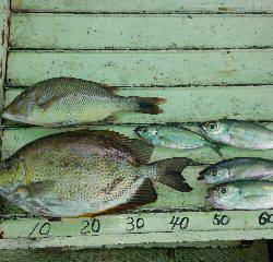 本部釣りイカダ 釣果