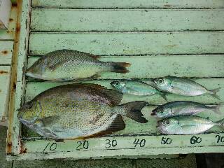 本部釣りイカダ 釣果