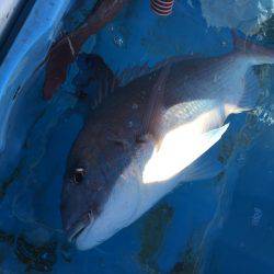 長栄丸(千葉) 釣果