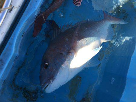 長栄丸(千葉) 釣果