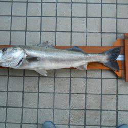 オリジナルメーカー海づり公園(市原市海づり施設) 釣果