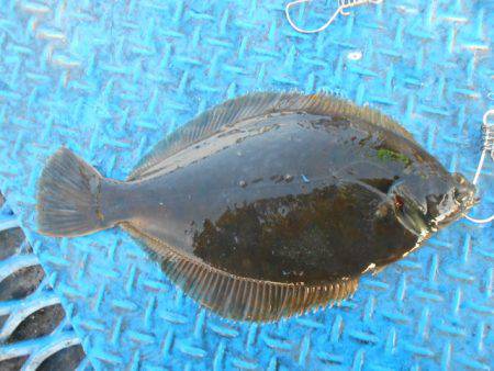 オリジナルメーカー海づり公園(市原市海づり施設) 釣果