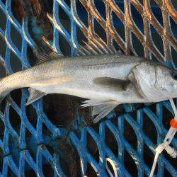 オリジナルメーカー海づり公園(市原市海づり施設) 釣果