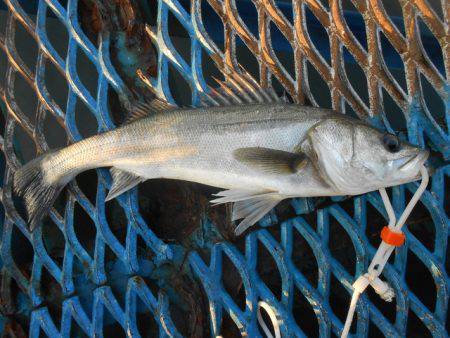 オリジナルメーカー海づり公園(市原市海づり施設) 釣果