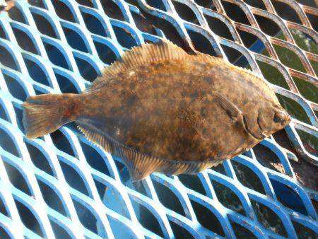 オリジナルメーカー海づり公園(市原市海づり…