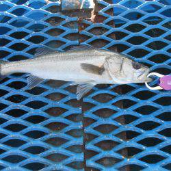オリジナルメーカー海づり公園(市原市海づり施設) 釣果
