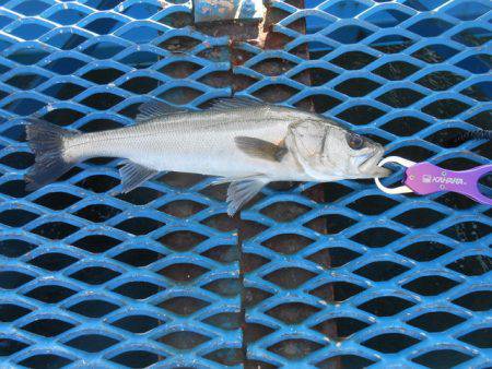 オリジナルメーカー海づり公園(市原市海づり施設) 釣果