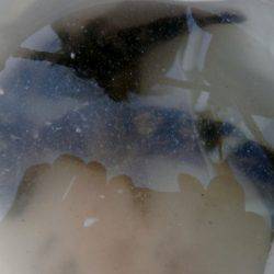 大阪南港海つり公園 釣果