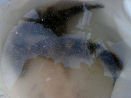 大阪南港海つり公園 釣果